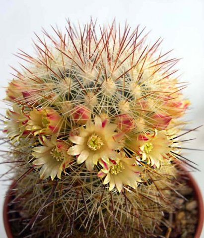 Mammillaria_densispina_2